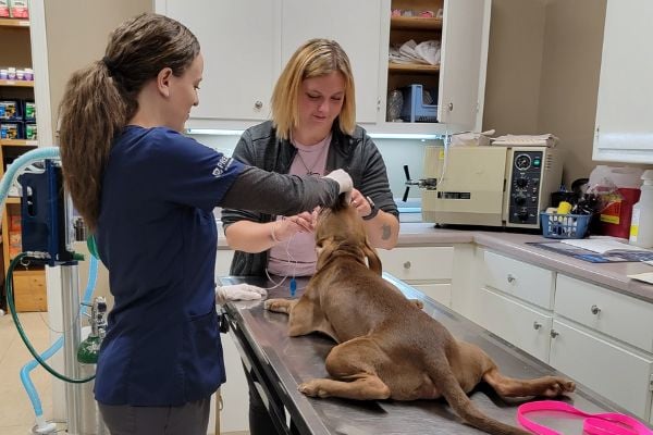 Memorial-Drive-Vet-Clinic-dog-surgery