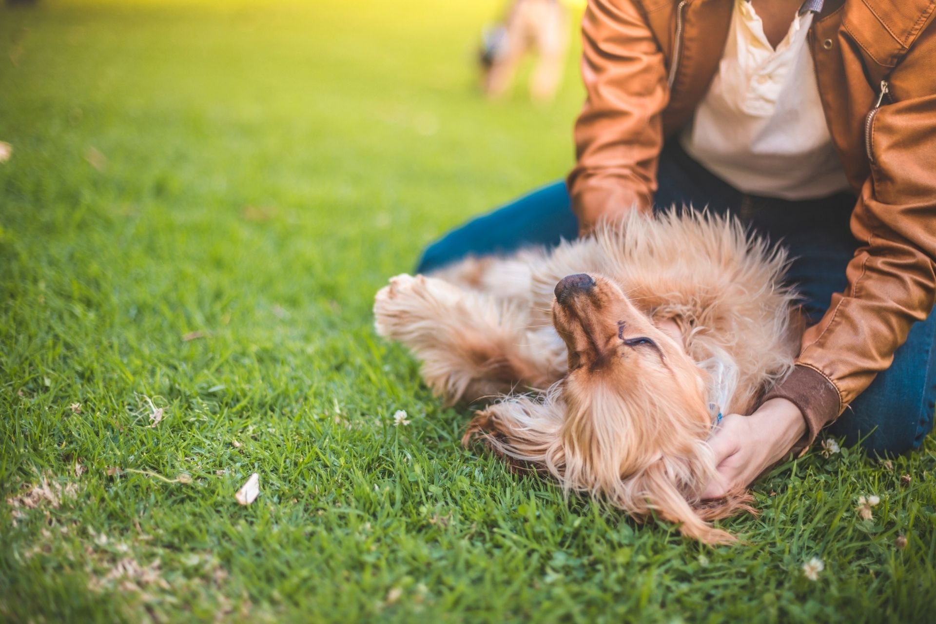 Memorial-Drive-Veterinary-Clinic-Home-Header-2