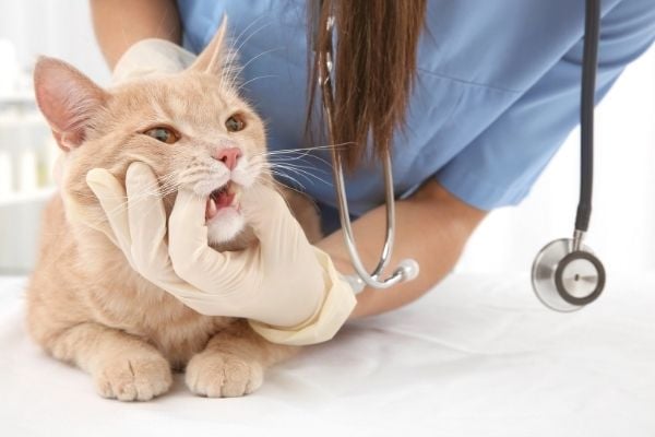 Pet-Dental-1