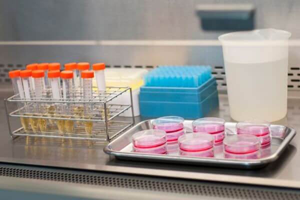 lab