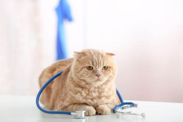 microchipping