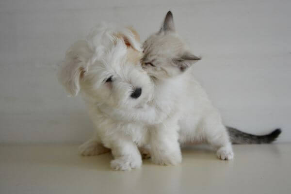 puppykitten