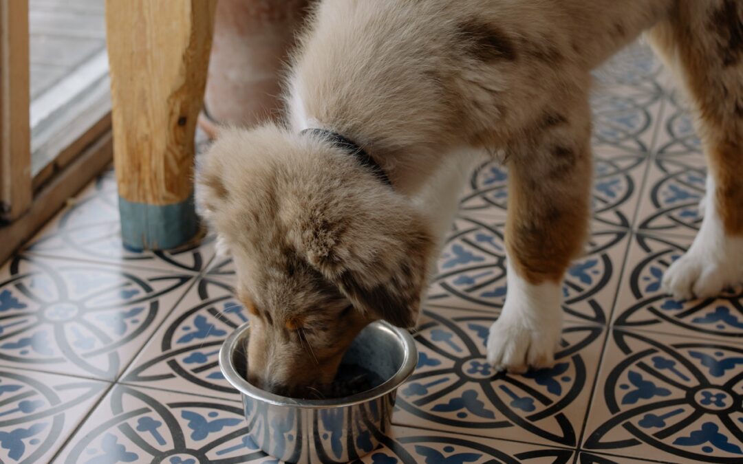 Australian Shepherd eating out of dog bowl