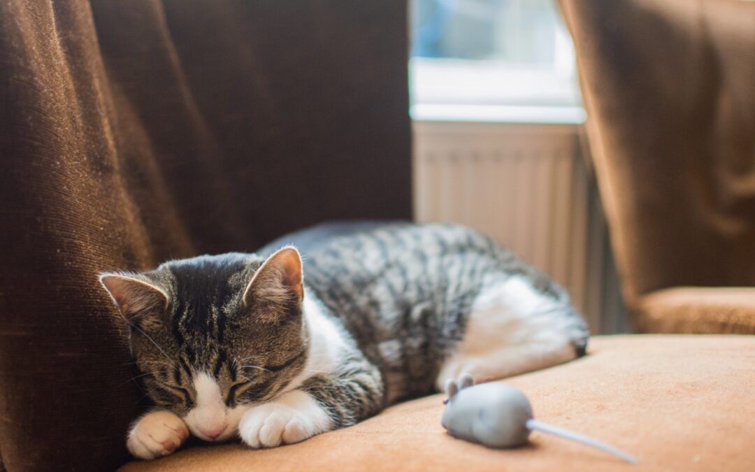 Kitten sleeping on a chair with a toy next to them