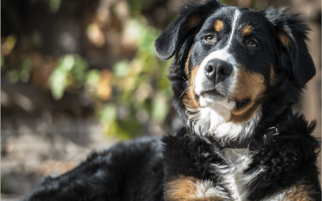 Bernese Mountain Dog laying down looking calm and happy