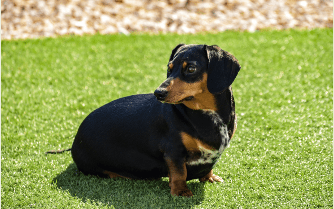 Black and brown Daschund sitting on grass looking away