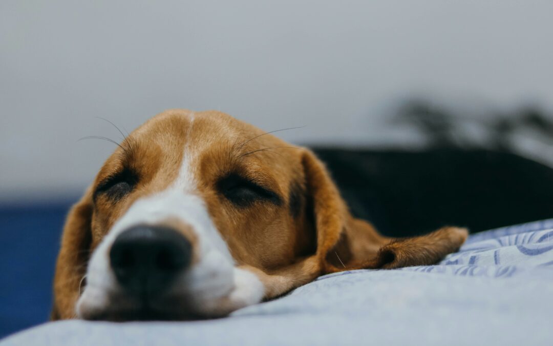 Beagle puppy looking sick staring at the camera