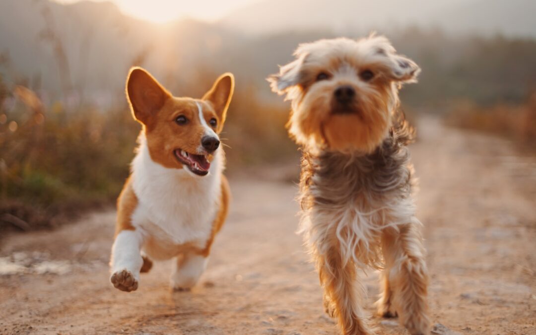 Two dogs running on dirt road