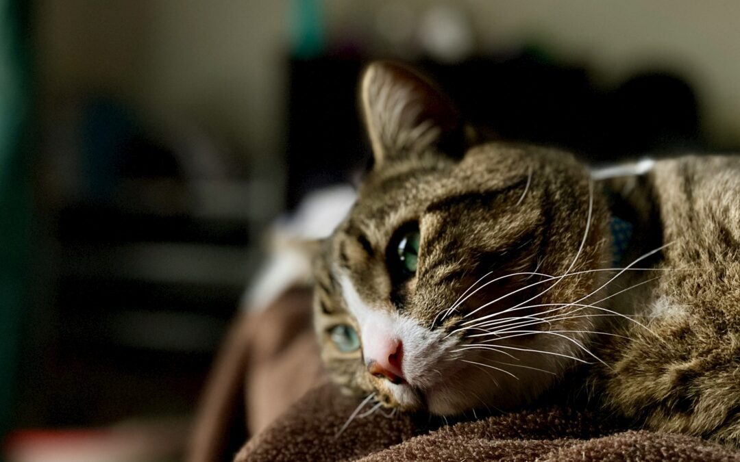 Cat laying on a bed looking sad