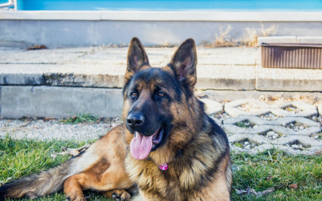 German shepherd laying in the grass