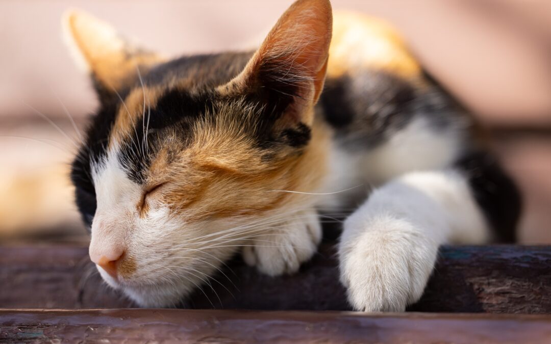 Calico cat laying down with eyes closed