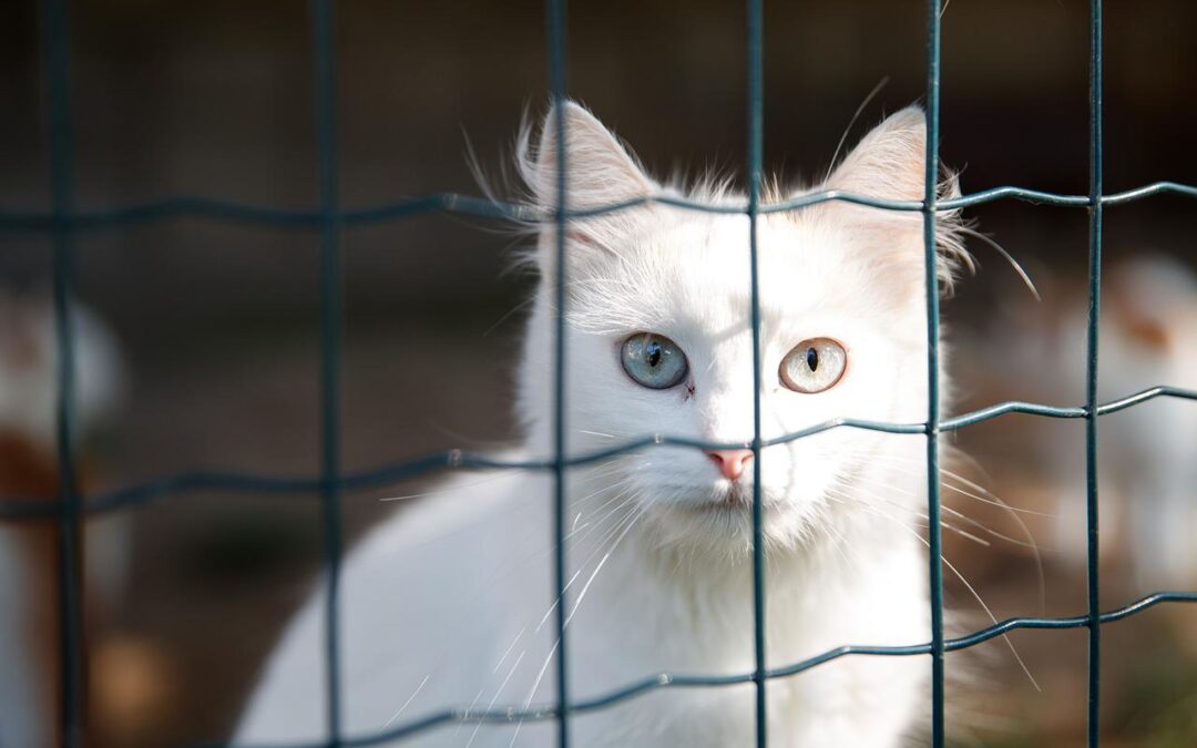 white cat