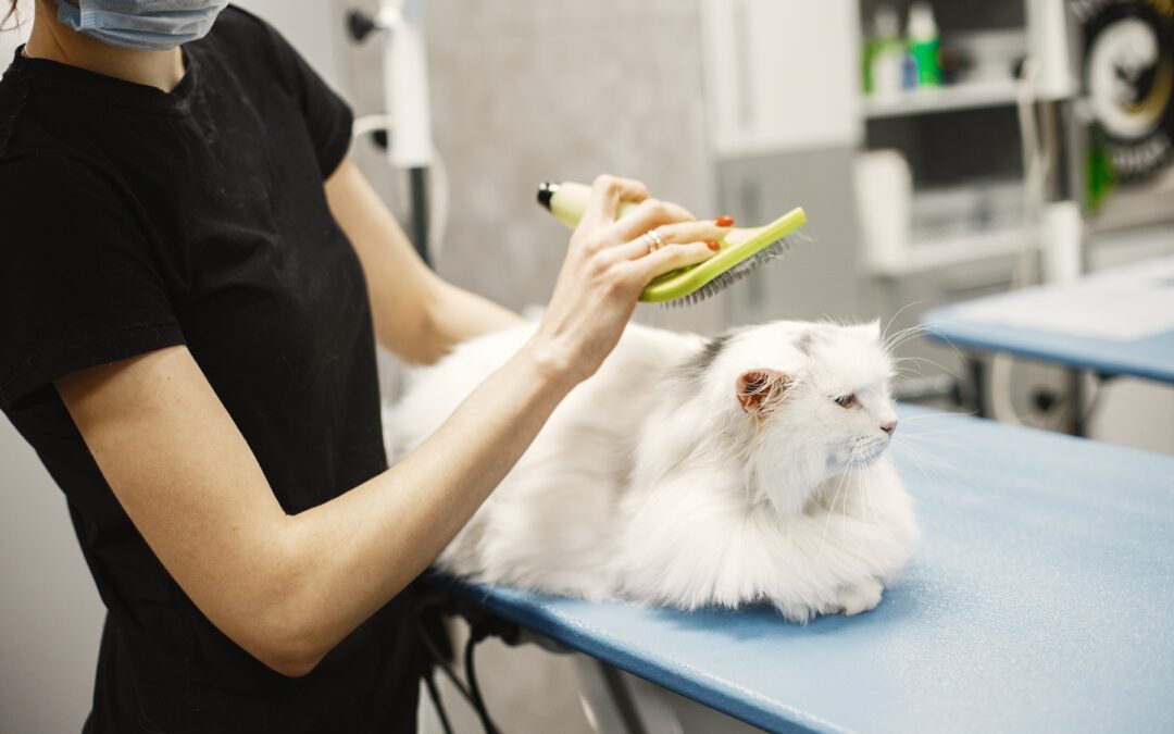 Woman brushing white cat