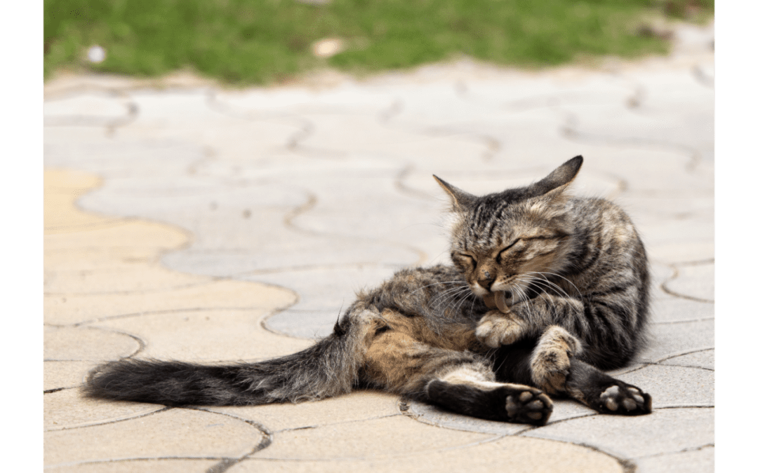 cat licking paw