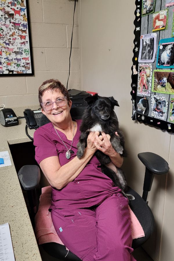 Memorial Drive Vet Clinic - Pet Senior Care