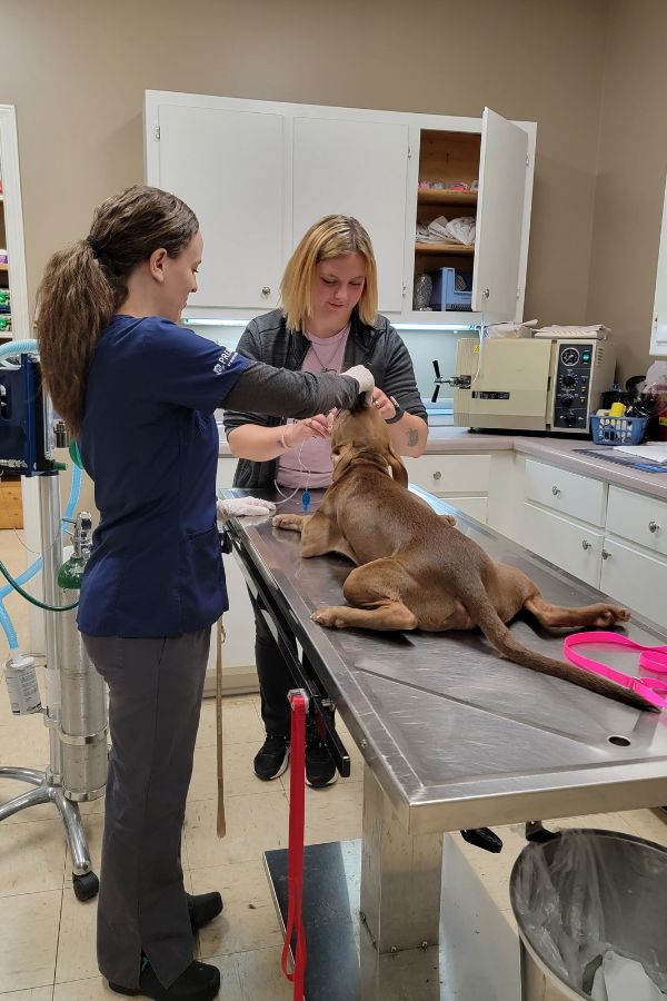 Memorial Drive Vet Clinic - pet surgery