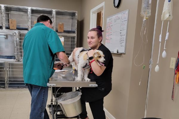 Memorial Drive Veterinary Clinic - Pet Wellness Care