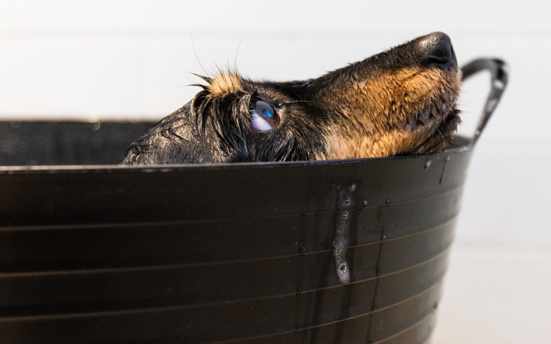 How to Choose the Best Shampoo for Your Dog’s Bath